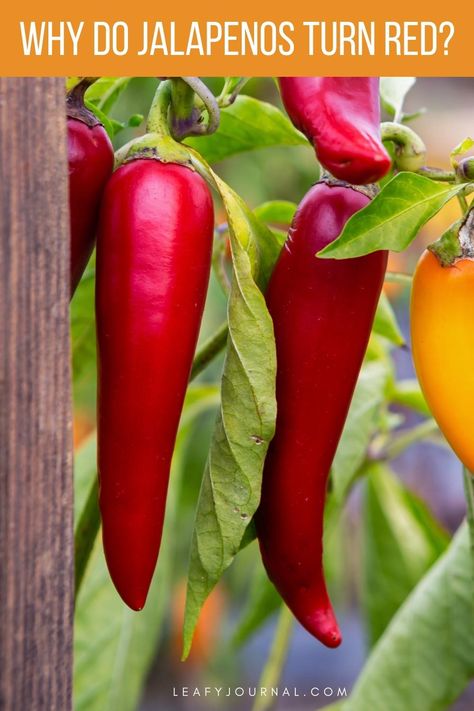 Why Do Jalapenos Turn Red Red Jalapenos, Harvesting Seeds, Jalapeno Plant, Growing Hot Pepper, Green Jalapeno, Chilli Plant, Growing Vegetables In Pots, Red Jalapeno, Growing Peppers