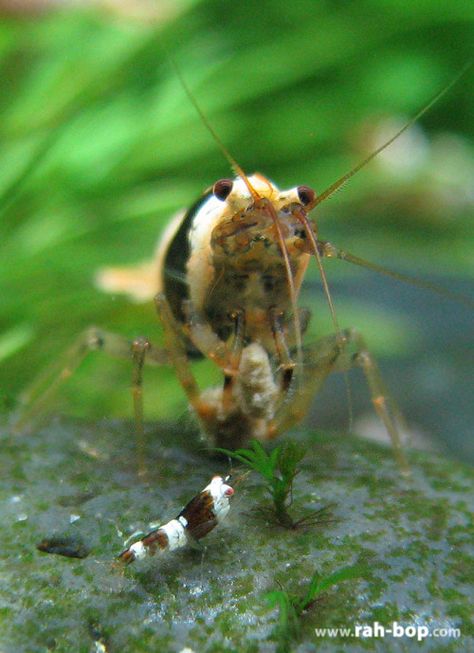 crystal red shrimp | Tumblr Freshwater Shrimp, Aquarium Shrimp, Otters Cute, Prawn Shrimp, Cute Fish, Fish Tanks, Crustaceans, Aquascaping, Freshwater Aquarium