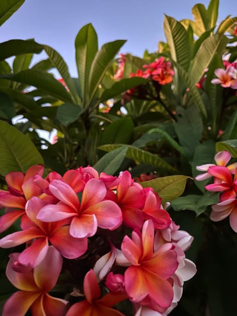 Plumeria Aesthetic, Monoi Flower, Journals Of Sylvia Plath, Pink Frangipani, Tequila Sunset, Flower Dye, Coastal Western, Cute Plants, Leaf Photography