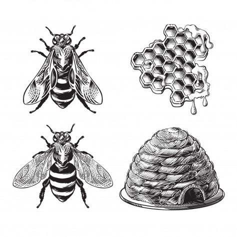 Set of bee, wasp, honeycombs, hive vinta... | Free Vector #Freepik #freevector #hand #line #nature #animal Honeycomb Tattoo Ideas, Honeycombs Drawings, Honeycomb Tattoo, Bee Images, Bee Drawing, Vintage Bee, Engraving Illustration, Bee Tattoo, Vintage Drawing