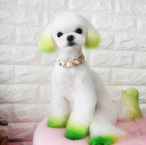 Grooming Salon Ideas, Dog Grooming Salon Ideas, Groom Gift From The Bride, Dog Hair Dye, Dog Dye, Dog Grooming Styles, Poodle Haircut, Poodle Cuts, Creative Grooming