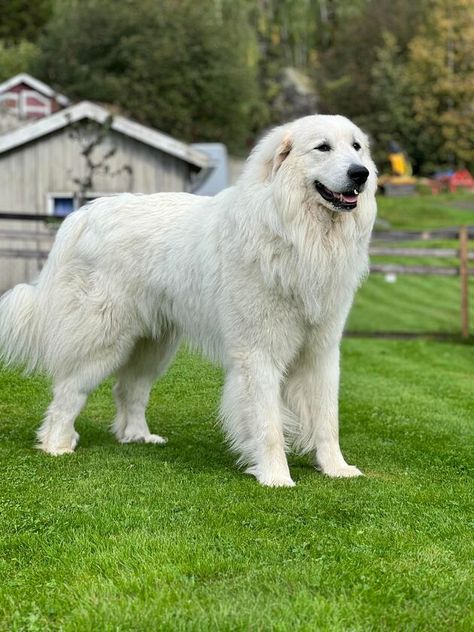 Pyrenees Mountain Dog, Farm Dogs Breeds, Dog Great Pyrenees, Maremma Dog, White Fluffy Dog, Dog Types, Personal Protection Dog, Pyrenees Puppies, Great Pyrenees Puppy