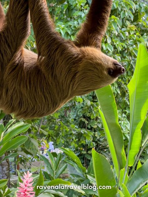 15 Best Places Where to See Sloths in Costa Rica | Ravenala Travel Blog Costa Rica Wildlife, Sloth, Costa Rica, Travel Blog, Vision Board, Pokemon, Memes, Travel, Pokémon