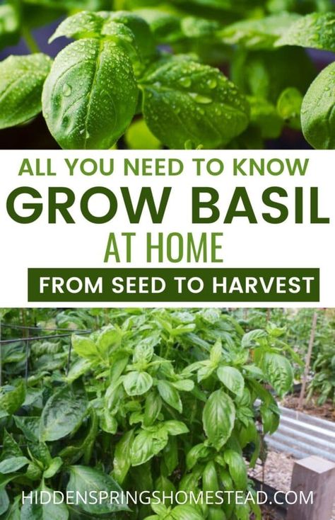 The ultimate guide to easily grow basil from seeds indoors or out in your garden. From starting with seed germination, lights, to a full grown basil plant. Tips, tricks, and ideas to grow your own fresh basil at home. Starting Flowers From Seeds, Pasta Basil, Basil Garden, Gardening Tattoo, Grow Basil, Gardener Aesthetic, Basil Omori, Basil Pesto Recipes, Vegetables Garden