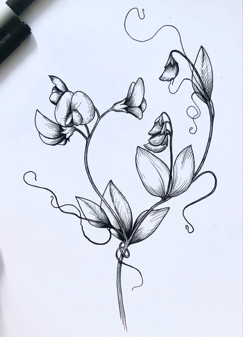 Sweetpea Tattoo Black And White, Sweet Pea Vine Tattoo, Charli Tattoo, Tattoo Sweet Pea, Hummingbird Tattoo Black And White, Sweet Pea Tattoo Design, Braids Bob With Beads, Flower Tattoos Black And White, Sweet Pea Drawing