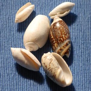 Auger Shell, Seashell Identification, Seashell Ideas, Beachcombing Finds, Coastal Living Magazine, Types Of Shells, Spiral Shell, Cowry Shell, Fine Wrinkles