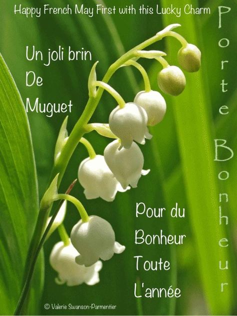 Happy Lilly of the Valley French Day 1 Er Mai Muguet, Contemporary Landscape Design, 1. Mai, Aesthetic Garden, Garden Aesthetic, In Season Produce, Ideas Garden, May Flowers, Contemporary Landscape