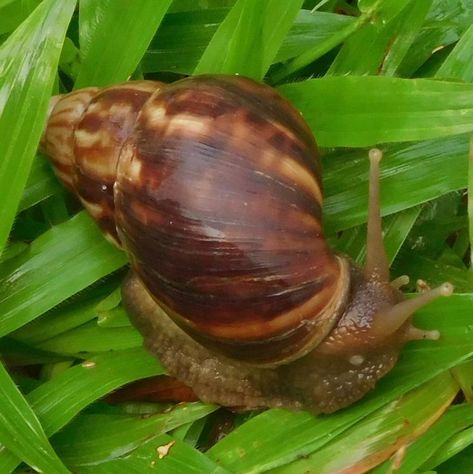 African Land Snail, Giant African Land Snails, Land Snail, Molluscs, Sketch Book, Animals