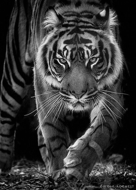 born to be wild | out of my series ANIMALS | Wolf Ademeit | Flickr Born To Be Wild, A Tiger, White Photo, A Black, Black And White, White, Black