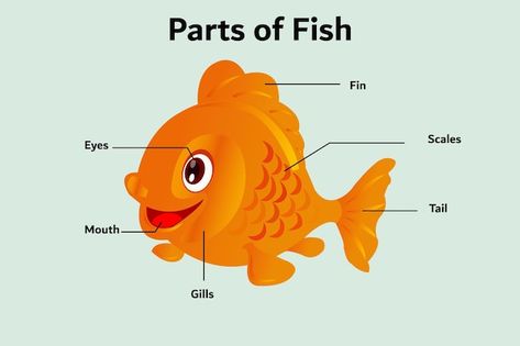 Parts of fish | Premium Vector #Freepik #vector #cod-fish #goldfish #gold-fish #carp Parts Of A Fish Preschool, Parts Of A Fish, Nursery Rhyme Crafts, Fish Chart, Fish Goldfish, Fish Fin, Fish Icon, Cod Fish, Kids Fishing