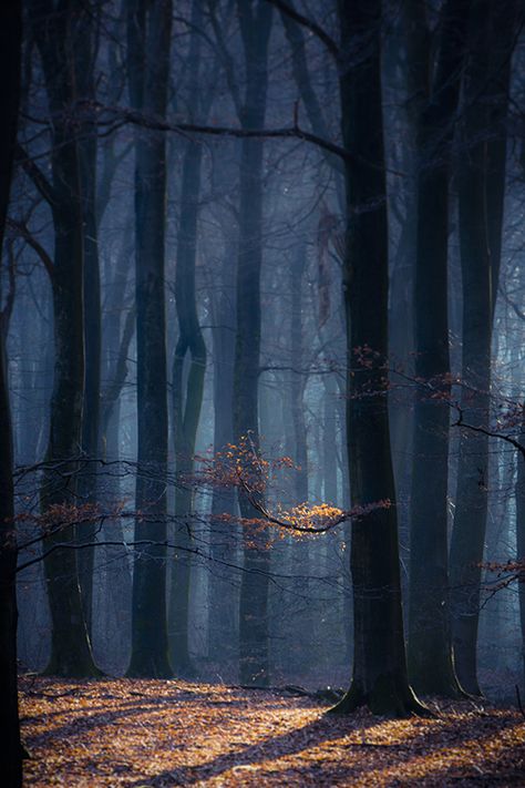 José Gieskes Autumn Blue, Scenic Travel, Forest Trees, Forest Floor, Tree Forest, On The Ground, Dark Forest, Magical Places, Enchanted Forest