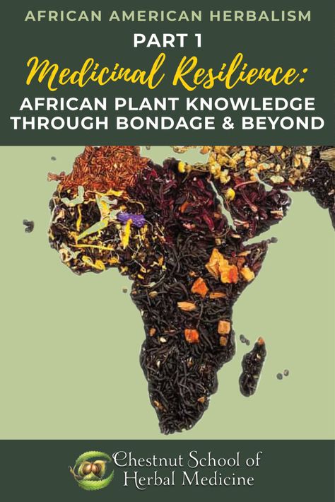 African Herbalism, Medicinal Properties Of Herbs, Making Tinctures Herbal Medicine, African Herbs, Traditional Chinese Medicine Herbs, Herbal Education, Encyclopedia Of Magical Herbs, Mushroom Cultivation, African Plants