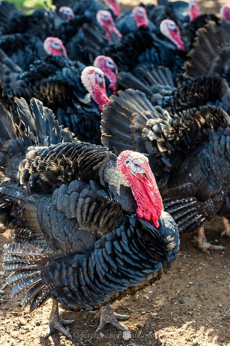 Turkey Farm, 10 Animals, Turkey Time, Turkey Wings, Best Turkey, Farm Lifestyle, Guinea Fowl, Turkey Hunting, Survival Life