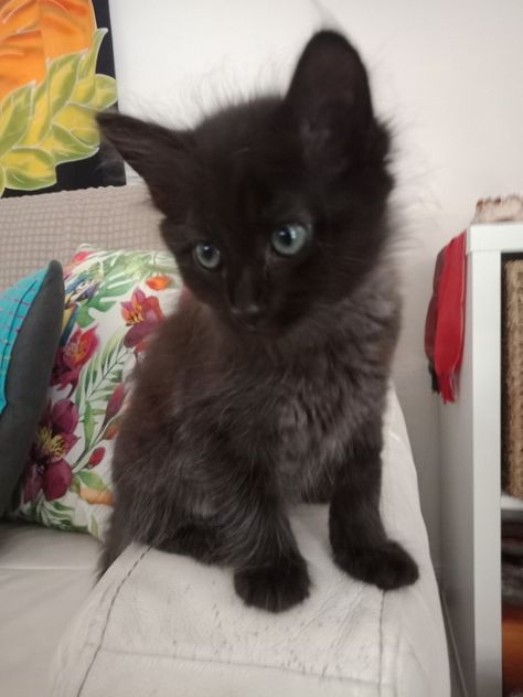 Black Munchkin Cat, Black Panther Cat, Cute Black Kitten, Unique Eyes, Black Kittens, Panther Cat, Videos Tik Tok, Black Kitties, Munchkin Cat