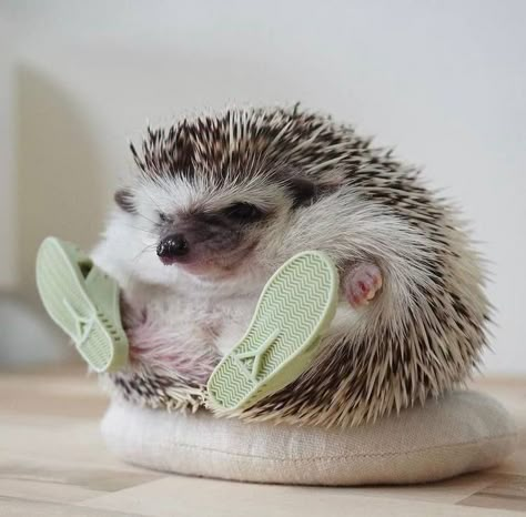 Hedgehog Meme, Hedgehog Day, Hedgehog Cage, Hedge Hog, Funny Hedgehog, Pygmy Hedgehog, Hedgehog Pet, Baby Hedgehog, Cute Hedgehog