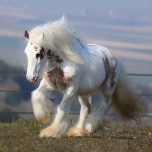 magnifique cheval Ice Maiden, Cute Horse Pictures, Most Beautiful Horses, Majestic Horse, All The Pretty Horses, Pretty Animals, Love Animals, Draft Horses, Cute Horses