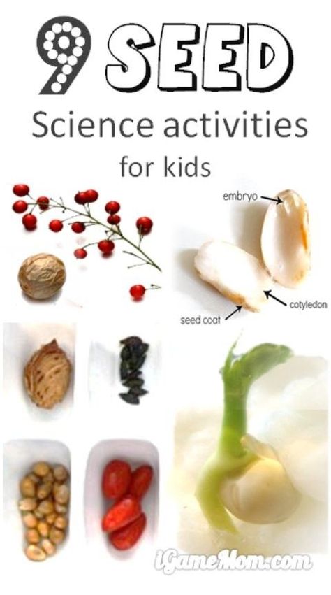 9 kids science activities about seeds, explore different seed structures, watch seeds spread around, observe seed sprout, and record discoveries. Kids Science Activities, Garden Science, Seed Science, Plant Life Cycle, Kids Science, Science Projects For Kids, Science Activities For Kids, Stem For Kids, Plant Science