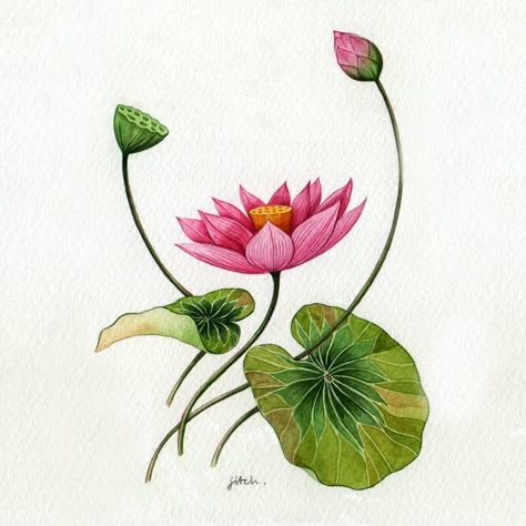 Pichwai Flowers, Pichwai Elements, Organza Designs, Pichwai Lotus, Lotus Illustration, Variety Art, Indian Lotus, Lotus Motif, Lotus Flower Painting