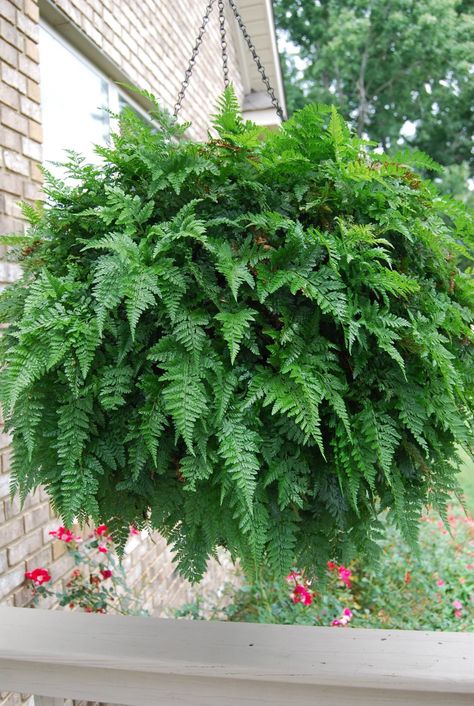 Rabbit's foot fern Lauae Fern, Fern Types, Fern Varieties Outdoor, Royal Fern, Rabbit Foot Fern, Hanging Ferns, Indoor Gardening Supplies, Ferns Garden, Container Garden Design