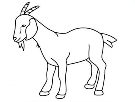 Goat Drawing & Sketches for Kids Check more at https://www.kidsartncraft.com/goat-drawing-sketches-for-kids/ Pictures Of Goats To Draw, Draw Goat Easy, Goat Sketch Drawings, Goat Cartoon Drawing, 24 Tirthankar, Goat Drawing Sketch, Goat Drawing Easy, Cute Goat Drawing, Goat Drawings