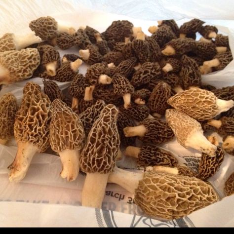 Moral Mushrooms Morels Mushrooms, Moral Mushrooms, Morel Mushrooms, Morel Mushroom, Mushroom Hunting, Edible Mushrooms, Mushroom Fungi, Wild Edibles, Urban Gardening