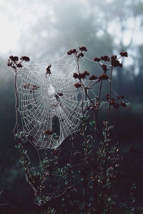 Fall Aesthetic Bedroom, Tattoo Snapchat, Spooky Spider Web, Gothic Cottagecore, Goth Cottagecore, Dark Cottage Core, Dark Forest Aesthetic, Smile Art, Foggy Forest