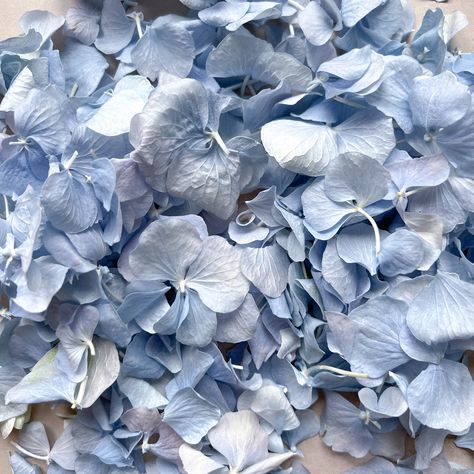 Dusty Blue Hydrangea Petal, Natural Real Flower Wedding Confetti - Etsy Dusty Blue Hydrangea, Flower Petals Wedding, Hydrangea Petals, Flower Pedals, Aisle Runners, Petal Confetti, Light Blue Flowers, Flower Shower, Dried Rose Petals