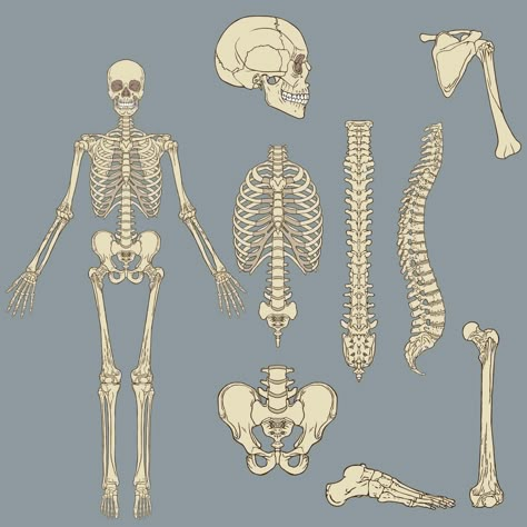 Human skeleton structure vector drawing Skeleton Reference Drawing, Human Bone Structure, Skeleton Art Drawing, Skeleton Reference, Skeleton Structure, Skeleton Pics, The Human Skeleton, Bone Drawing, Human Skeleton Anatomy