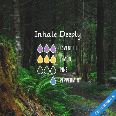 Black Spruce, Essential Oil Combinations, Essential Oil Diffuser Blends Recipes, Yl Oils, Oil Diffuser Recipes, Essential Oil Diffuser Recipes, Essential Oil Mixes, Essential Oil Blends Recipes, Aromatherapy Blends