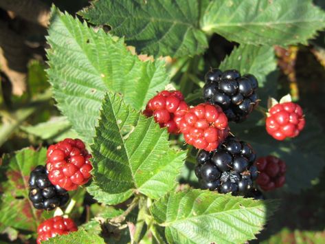 Backyard Farm, Canned Fruit, Backyard Farming, Urban Farming, Farm Gardens, Fruit Trees, Garden And Yard, Tucson, Blackberry