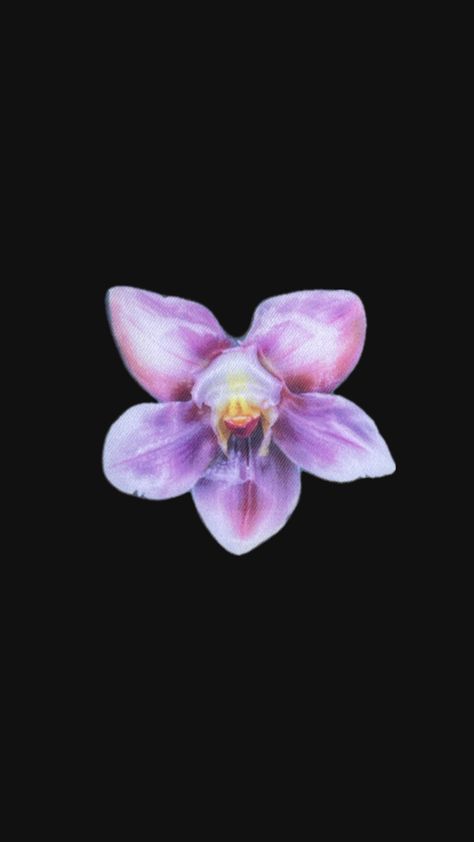 iphone wallpaper with a black background and a blooming orchid in the center Wildflower Case Wallpaper, Orchid Wallpaper Iphone, Wildflower Cases Wallpaper, Case Wallpaper, Orchid Wallpaper, Wildflower Cases, Iphone Background, Wallpaper Iphone, Orchids