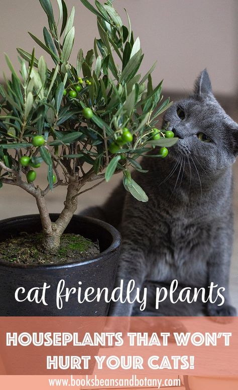 Cat Friendly Plants — You can Love both Houseplants and Cats! Cat Safe House Plants, Safe House Plants, Cat Friendly Plants, Plant Parenthood, Cat Safe Plants, Jasmine Plant, Cat Plants, Cat Garden, Cactus Flowers