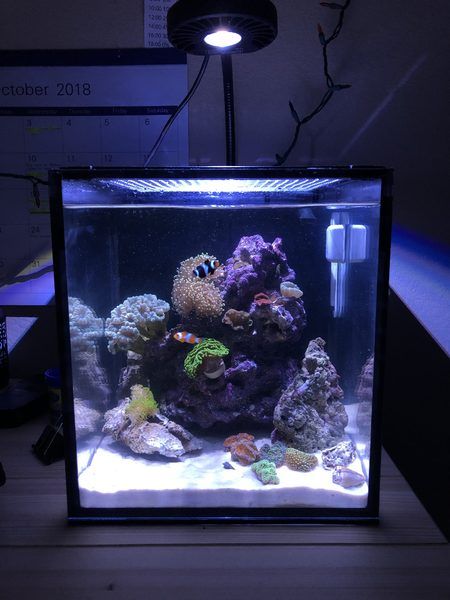 Nano-Reef Aquarium Community - Learn how to keep a small saltwater reef tank of your own Clownfish Tank Ideas, Small Saltwater Aquarium, Small Saltwater Tank, Clownfish Aquarium, Clownfish Tank, Science Model, Aquarium Inspiration, Nano Reef Tank, Coral Aquarium