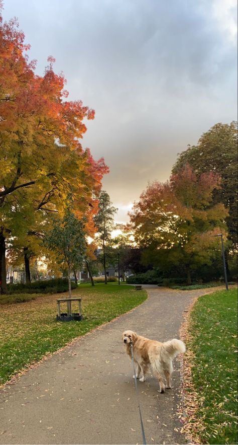 Walking A Golden Retriever, Autumn Dog Walk Aesthetic, Morning Dog Walk Aesthetic, Fall Golden Retriever, Romanticising Winter, Dog Moodboard, Golden Retriever Fall, Walk Dog, Fall Walk