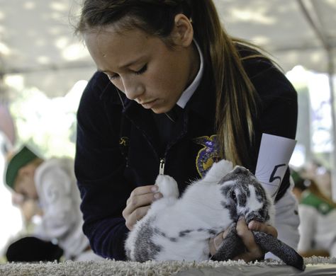 FFA Rabbit Showmanship #stancofair Rabbit Showmanship, Livestock Aesthetic, Show Rabbits, 4h Projects, Rabbit House, Showing Livestock, Senior Photoshoot, Ffa, Pet Rabbit