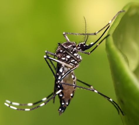 Today the first U.S. release of genetically modified (GM) mosquitoes into the wild gets put to a vote in Key Haven, Fla., and the county of Monroe. These GMOs could reduce the population of wild mosquitos and the risk of them spreading diseases like Zika. Many in Key Haven have voiced concerns about the safety of hosting GM insects in their backyards, but outside experts say these mosquitoes would be innocuous. Although this would be a first for the U.S., previous field trials in other countries Facts About Mosquitos, Odomos Mosquito, Female Mosquito, Mosquito Trap, Zika Virus, Mosquito Control, Pest Control Services, Mosquito Memes Hilarious, Mosquito Repellent