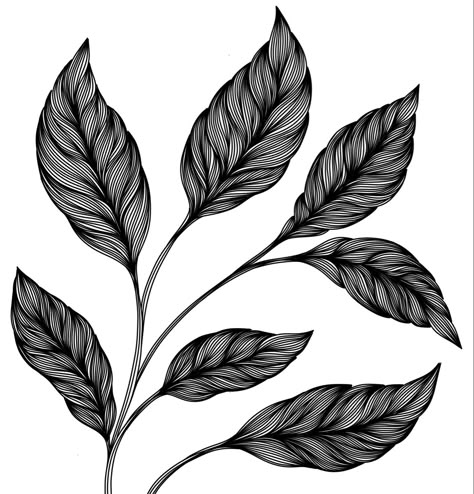 Monstera Leaf Drawing, Fineliner Art, Abstract Art Images, Adobe Illustrator Graphic Design, Zen Doodle Art, Black And White Art Drawing, Tangle Art, Leaf Drawing, Zentangle Drawings