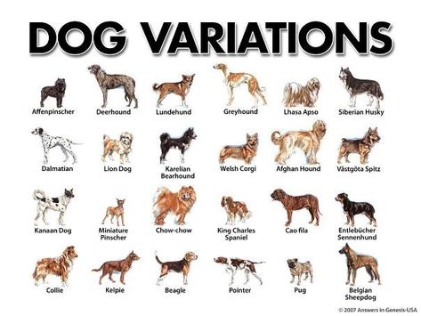 dogs Small Dog Breeds Chart, Dog Breeds Chart, Cat Breeds Chart, Types Of Dogs Breeds, Best Cat Breeds, Beautiful Dog Breeds, Dog Breeds List, All Breeds Of Dogs, Dog Breeds Medium