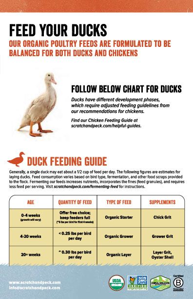 Duck Feeding, Feeding Ducks, Duck Feed, Pekin Duck, Duck Species, Backyard Ducks, Gamebirds, Duck Breeds, Duck Coop