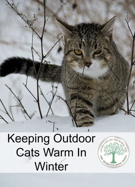 Cat Shelters For Winter, Raising Kittens, Outdoor Cat Shelter, Feral Cat Shelter, Outdoor Cat House, Outdoor Cat, Winter Cat, Cat Care Tips, Cat Enclosure