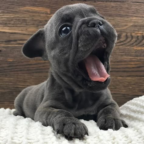 French Bulldog Funny, Really Cute Puppies, Bulldog Puppies For Sale, Cute Animals Puppies, Very Cute Dogs, Really Cute Dogs, Cute French Bulldog, Cute Little Puppies, French Bulldog Puppies