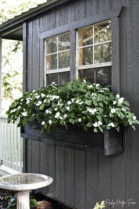 Impatiens Flowers, Comfy Cottage, Shade Annuals, Impatiens Plant, Front Porch Plants, Window Box Plants, Shed Windows, Black Cottage, Window Box Garden