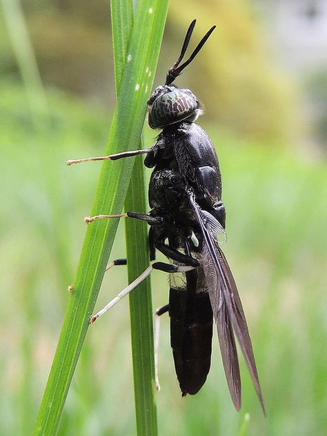 Black Soldier Fly Larvae, Edible Bugs, Rice Crop, Feed Room, Black Insects, Wasp Waist, Edible Insects, Black Soldier, Black Soldier Fly