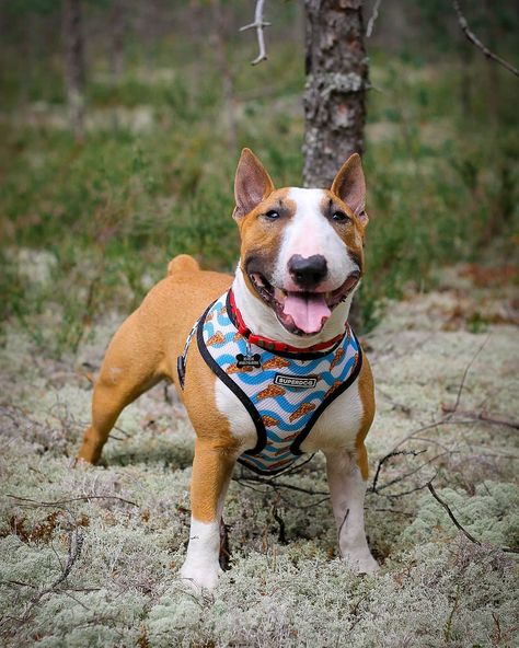 15 Pros and Cons of Owning Mini Bull Terriers - Page 4 of 5 - PetTime Mini Bull Terrier, Mini Bull Terriers, Miniature Bull Terrier, Bull Terrier Puppy, Advantages And Disadvantages, Bull Terriers, The Study, Pros And Cons, Bull Terrier