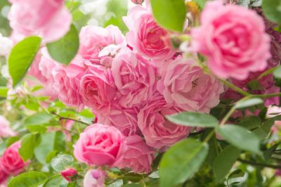 Zone 9 Rose Care: Guide To Growing Roses In Zone 9 Gardens In zone 9, roses can bloom year round. So, what roses grow in zone 9? The answer is almost all of them. However, you do need to consider your soil type, humidity, and whether you get salt spray from the ocean in coastal regions. Learn more in this article. Black Spot On Roses, Drift Roses, Best Roses, Bush Plant, Growing Peonies, Rose Bushes, Gardening Zones, Rose Care, Zone 9