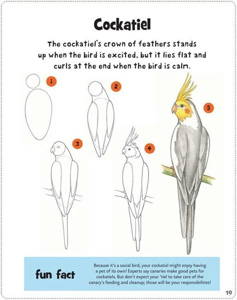 How To Draw Birds, Draw Birds, Parrot Drawing, Bird Doodle, Bird Sketch, Bird Drawing, Sketch Pencil, Drawing Simple, Bird Painting