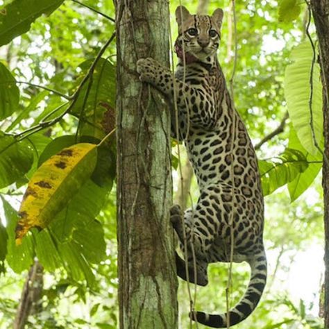 Full-Day Jaguar Rescue Center and Cahuita National Park Tour Animal lovers will enjoy this small-group day tour to two top wildlife attractions on Costa Rica's Caribbean coast. Learn more about big cat conservation at Puerto Limon's Jaguar Rescue Center, where you'll get a close-up look at the animals. Continue to the Cahuita National Park, where you'll see many species in their natural habitat, including monkeys and sloths. *WiFi on board & bottled water included Approximately 7 hours From... Puerto Limon, Cahuita, Bottled Water, 7 Hours, Big Cat, Day Tours, Big Cats, Animal Lovers, The Animals