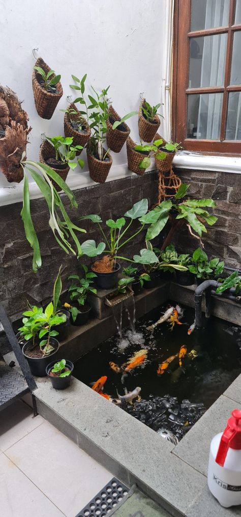 Koi fish pond inside the homes 1m2 Small Koi Pond Ideas Patio, Koi Fish Pond Inside House, Koi Pond Ideas Backyard, Koi Fish Tank Ideas, Koi Pond Design Small Gardens, Indoor Koi Fish Pond, Small Koi Pond Ideas Diy, Koi Pond Inside House, Koi Fish Pond Indoor