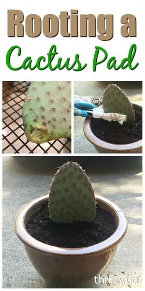 This is a guide about rooting a cactus pad. Many types of cactus propagate in nature by their ability to have a pad or segment grow into a new… Propagating Cactus, Types Of Cactus Plants, Cactus Background, How To Grow Cactus, Types Of Cactus, Cactus Wallpaper, Cactus House Plants, Garden Cactus, Cactus Care