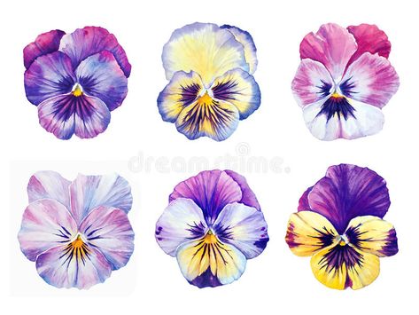 Watercolor Pansies, Hur Man Ritar Blommor, Pansy Tattoo, Illustration Botanique, 카드 디자인, Pansies Flowers, Botanical Watercolor, Violet Flower, Flowers Garden